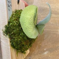 【観葉植物】 商談中　ビカクシダ ベイチーワイルド P. veitchii wild (vp#0 'Steel' )の画像