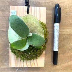 【観葉植物】 ビカクシダ ベイチーワイルド P. veitchi...