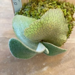 【観葉植物】 商談中　ビカクシダ ベイチーワイルド P. veitchii wild (vp#0 'Steel' )の画像