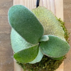 【観葉植物】 商談中　ビカクシダ ベイチーワイルド P. veitchii wild (vp#0 'Steel' )の画像