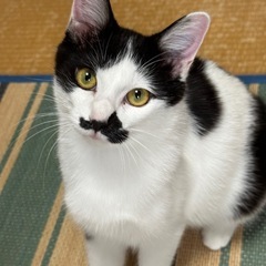 🐾動画付き🐾人懐こいチャップリン🎩お問い合わせお待ちしてます
