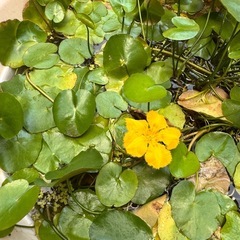 あさざ　(水生植物)の画像