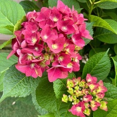 〈決まりました〉紫陽花　アジサイ　ハイドランジア　植物　ガーデニ...