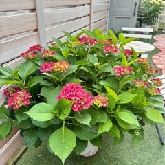 紫陽花　アジサイ　ハイドランジア　植物　ガーデニング　 