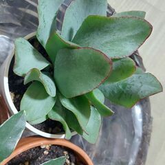 観葉植物3種（バラでの取引可）⭐まとめての譲渡で籠付けます！の画像