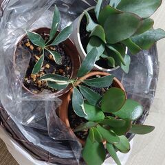 観葉植物3種（バラでの取引可）⭐まとめての譲渡で籠付けます！