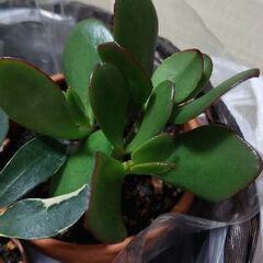 観葉植物3種（バラでの取引可）⭐まとめての譲渡で籠付けます！の画像