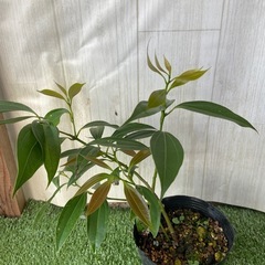 日桂　（ニッキ）