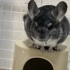 チンチラ