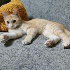 人にも猫にもフレンドリーな男の子♪アポロくん
