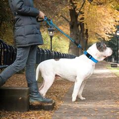 犬 リード 持ちやすい スポンジハンドル 丈夫 ロープ 小型犬 中型犬 大型の画像
