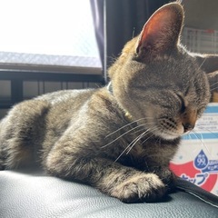 めいちゃん3歳