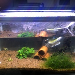 水槽 51.5cm 熱帯魚 小物セット グッピー エビ 水草 流木