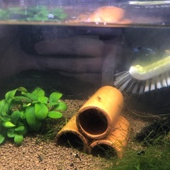水槽 51.5cm 熱帯魚 小物セット グッピー エビ 水草 流木の画像