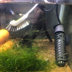 水槽 51.5cm 熱帯魚 小物セット グッピー エビ 水草 流木の画像