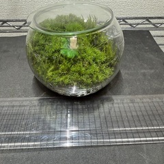 値下げ　ヤマゴケ　苔テラリウム　2個セット　レイアウト　水槽の画像