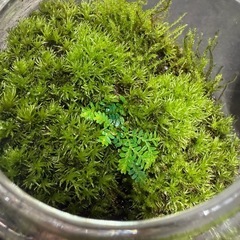 値下げ　ヤマゴケ　苔テラリウム　2個セット　レイアウト　水槽の画像