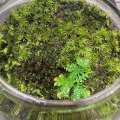 値下げ　ヤマゴケ　苔テラリウム　2個セット　レイアウト　水槽の画像