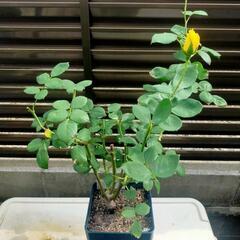 【正規品バラ大苗】伊豆の踊子　薔薇　
