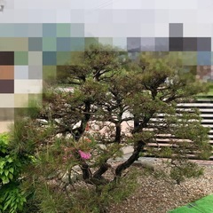 三本松 盆栽仕立ての庭木