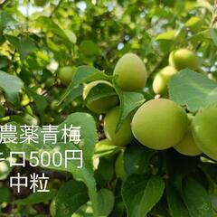無農薬 青梅 高槻市(中粒)