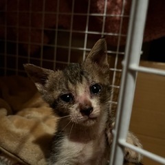 鼻黒　子猫ちゃん　約1カ月