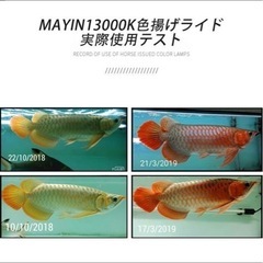 アロワナテンニングライトの画像