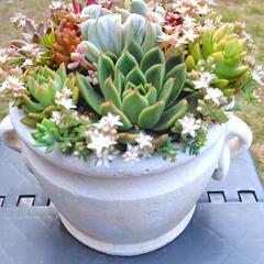 多肉植物　寄せ植え　水瓶型の画像