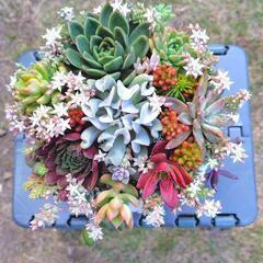 多肉植物　寄せ植え　水瓶型の画像