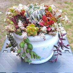多肉植物　寄せ植え　水瓶型