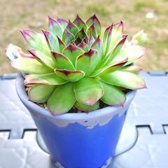 多肉植物　センペルビウム　上海ローズ