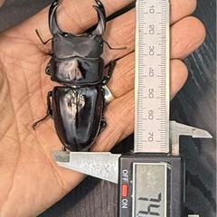 [国産オオクワガタNO:129]川西産74ミリペアーの画像