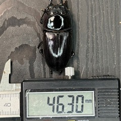 [国産オオクワガタNO:129]川西産74ミリペアーの画像
