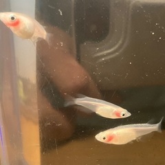 メダカの卵 紅ほっぺ 25個➕α の画像