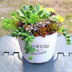 多肉植物　寄せ植え　ラウンド鉢