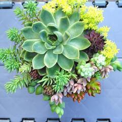 多肉植物　寄せ植え　ラウンド鉢の画像