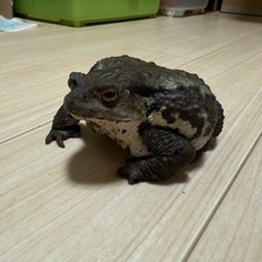 アズマヒキガエル