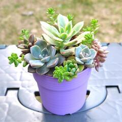 多肉植物　寄せ植え　紫鉢