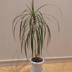 コンシンネ🌿　高さ75センチ　観葉植物