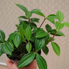 ミニサイズ　ペペロミア　観葉植物