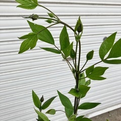 クレマチス　アフロデイテエレガフミナ、アフロデーテエレガフミナの画像