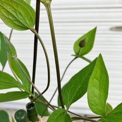 クレマチス　アフロデイテエレガフミナ、アフロデーテエレガフミナの画像