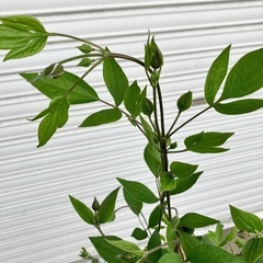 クレマチス　アフロデイテエレガフミナ、アフロデーテエレガフミナの画像