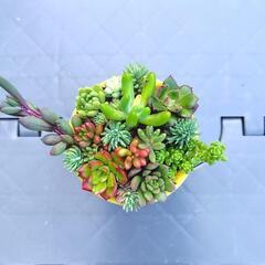 多肉植物　寄せ植え　黄色鉢　2.5号の画像