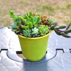 多肉植物　寄せ植え　黄色鉢　2.5号の画像