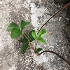 いちご、新苗付き苺株、実ではありません　新苗が増えたので再度の画像