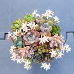 多肉植物　寄せ植え　薄紫鉢①　2.5号の画像