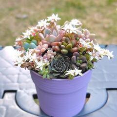多肉植物　寄せ植え　薄紫鉢①　2.5号