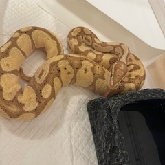 ボールパイソン バナナ 蛇
