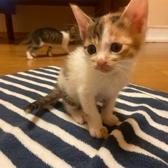 5月5日産まれの仔猫ちゃんです🎶